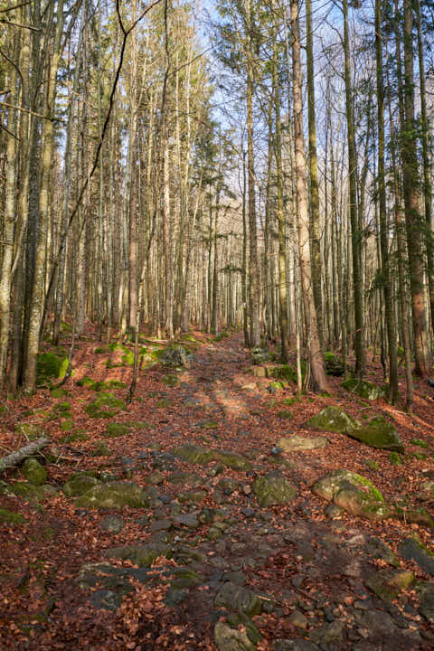 Gemeinde Sankt_Oswald-Riedlhütte Landkreis Freyung-Grafenau Großer Rachel Wanderweg (Dirschl Johann) Deutschland FRG